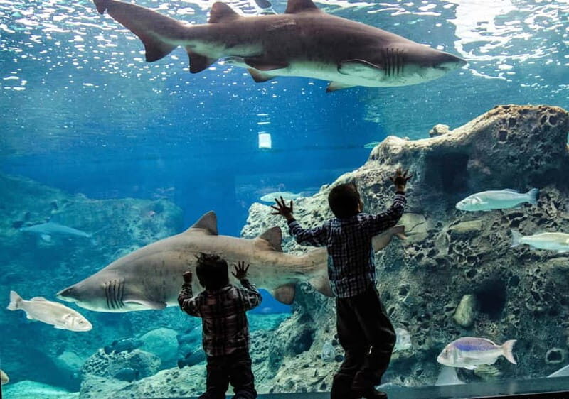 Heraklion: Heraklion Market & CretAquarium *SKIP The Line - Key Points  