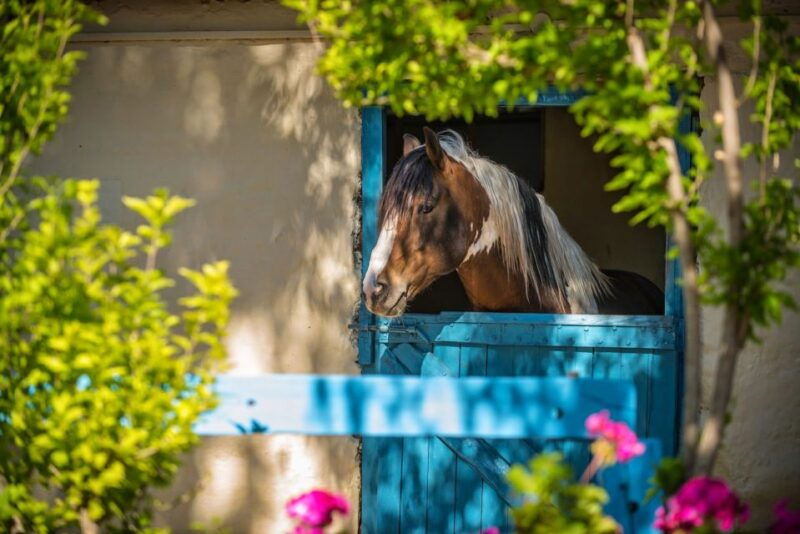 heraklion-horseriding-day-tour-with-lunch-and-transfer