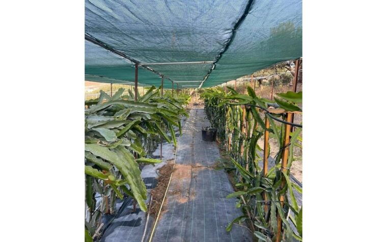 heraklion-olive-dragon-farm-tour-cretan-farmers-brunch