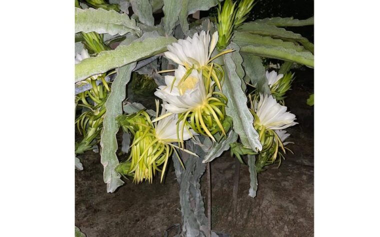 heraklion-olive-dragon-farm-tour-cretan-farmers-brunch