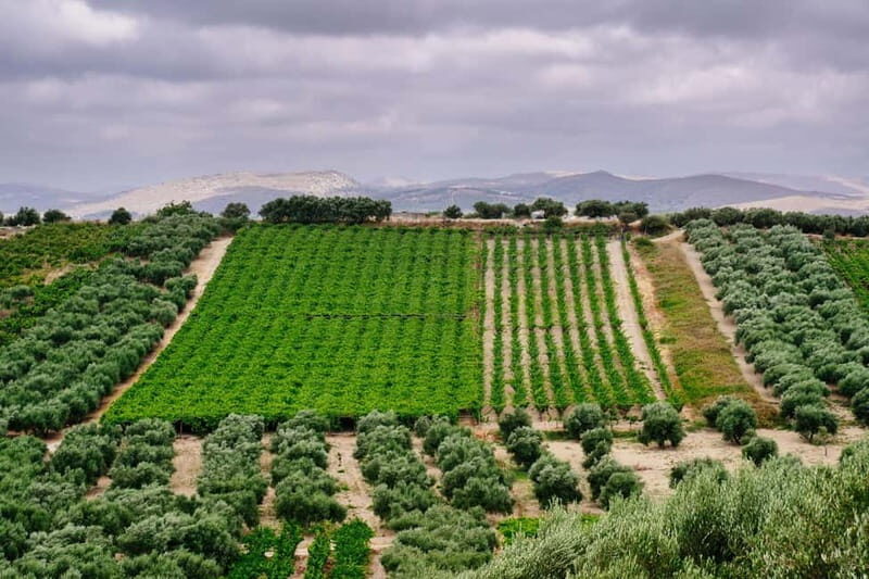 Heraklion: Olive oil and Wine Tour with Lunch - Practicalities and logistics