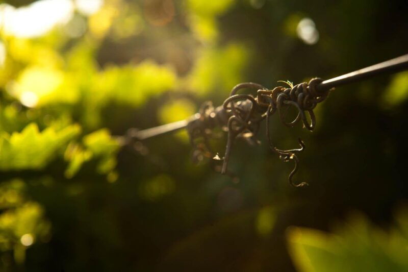 heraklion-private-wine-tasting-lunch-at-lyrarakis-winery