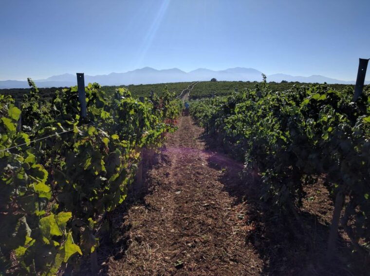 heraklion-private-wine-tasting-lunch-at-lyrarakis-winery