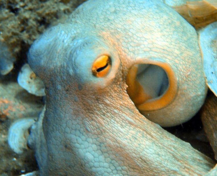 heraklion-scuba-diving-experience-for-first-timers
