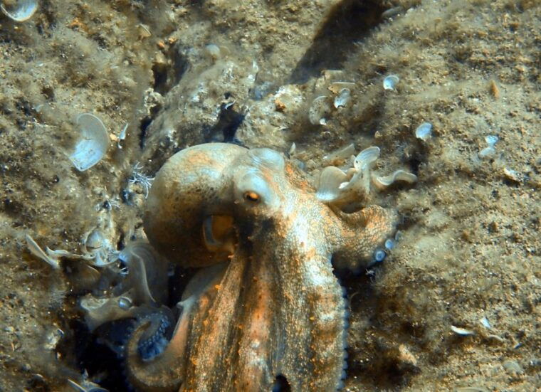 heraklion-scuba-diving-experience-for-first-timers