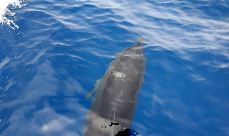 heraklion-small-group-sailing-trip-to-dia-island-with-lunch