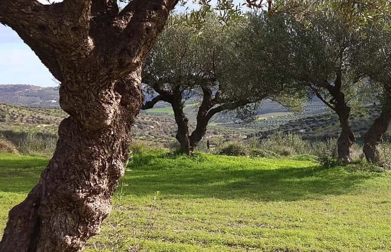 Heraklion: Wine, Olive Oil & Cheese Gastronomic Experience - Why This Tour Works
