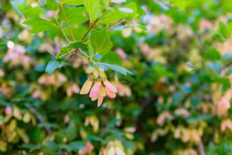 herbalism-and-wildlife-small-group-experience