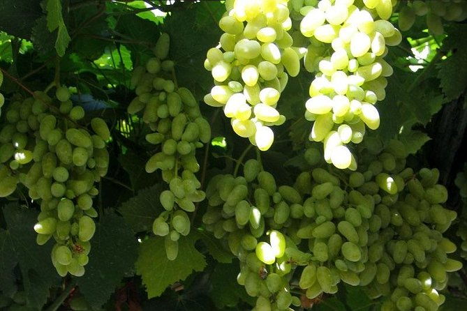 herculaneum-wine-tour-from-sorrento-with-licensed-guide-included