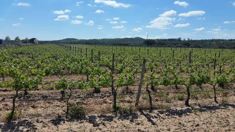 Herdade Canal Caveira - Winery Visit 4 Red's Wines & Tapas - Discovering Herdade Canal Caveira: An Authentic Taste of Alentejo