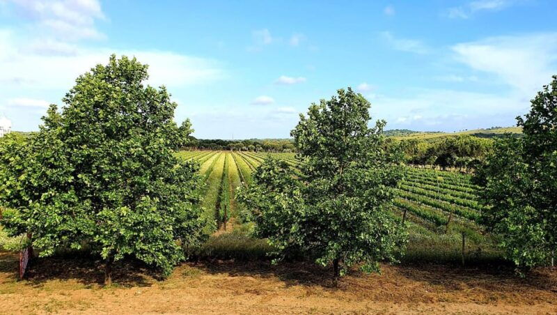 herdade-canal-caveira-winery-visit-4-wines-tapas