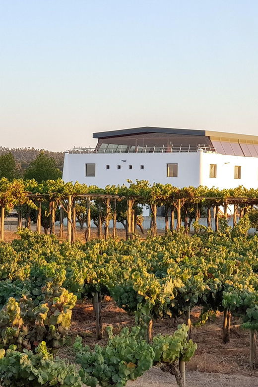 herdade-canal-caveira-winery-visit-4-wines-tapas