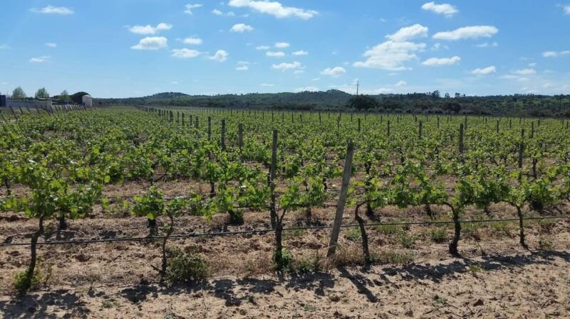 herdade-canal-caveira-winery-visit-with-top5-wines-tapas