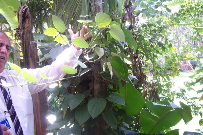 Heritage Goa, Ancient Churches and Spice Plantation Visit - Key Points