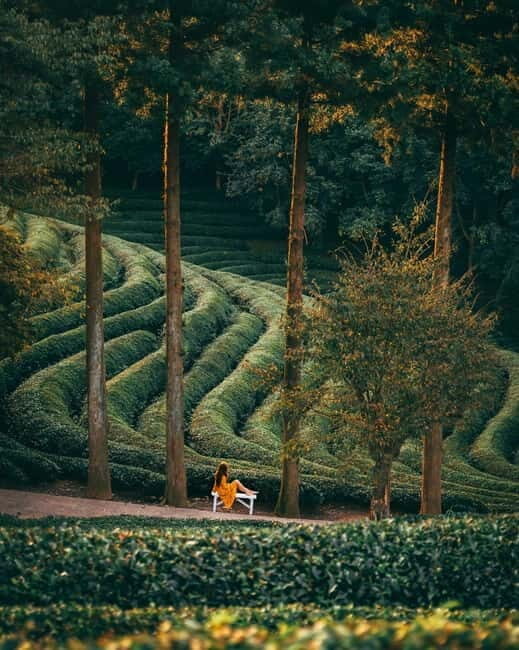 Heritage Tour: Tea Estates & Himalayan Culture of Palampur - Key Points