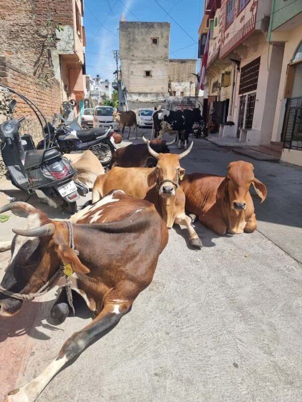 Heritage Walk, Bazaar, Culture & Local Taste Experience - Key Points