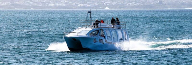 Hermanus: Boat Based Whale Watching Experience - FAQs
