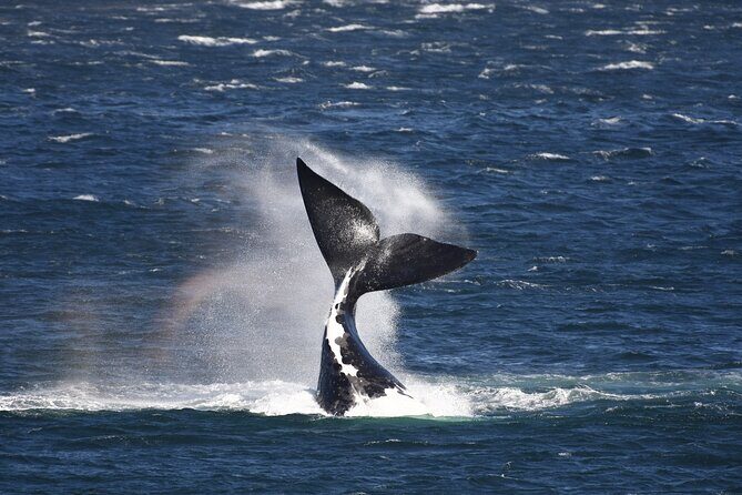 Hermanus Land based Whale Tour with Dave de Beer - An Overview of the Tour