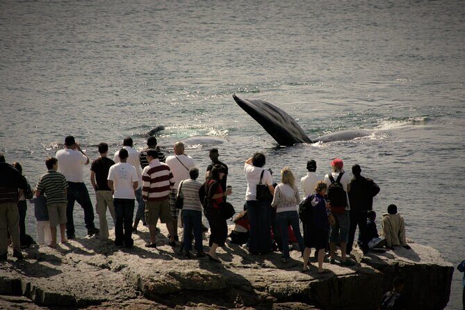 Hermanus Land based Whale Tour with Dave de Beer - The Value of a Private, Personalized Experience