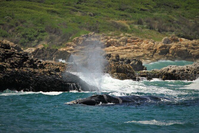 Hermanus Land based Whale Tour with Dave de Beer - Educational and Cultural Insights