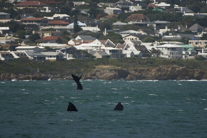Hermanus Land based Whale Tour with Dave de Beer - Practical Considerations