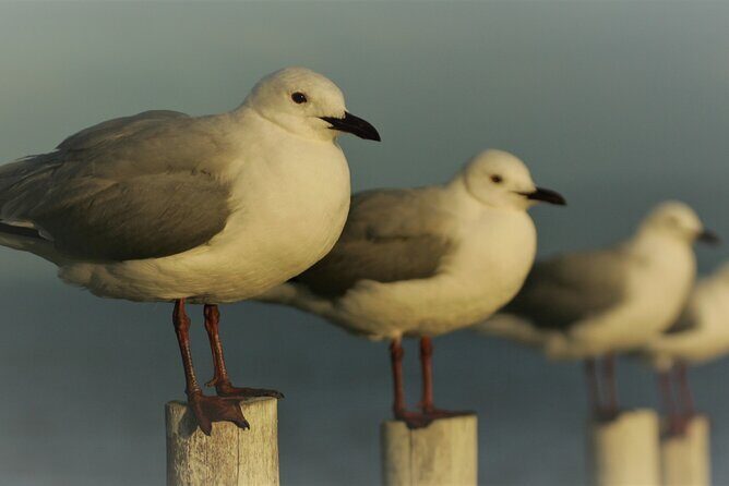 Hermanus & Overberg Birding - An In-Depth Look at the Hermanus & Overberg Birding Experience