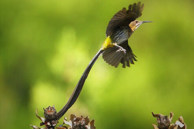 Hermanus & Overberg Birding - The Sum Up