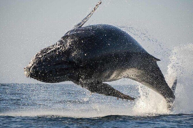 Hermanus Whale Watching and Stony Point Penguins Full Day Tour - Key Points
