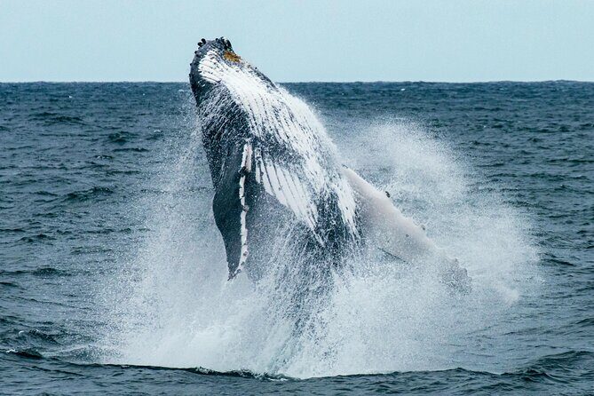 Hermanus Whale Watching and Wine Tasting - The Start: Early Morning Pickup