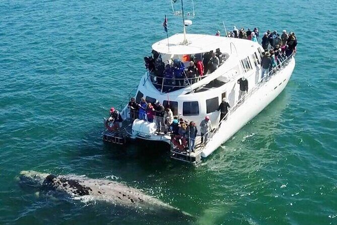 Hermanus Whale Watching and Wine Tasting Private Tour - Key Points
