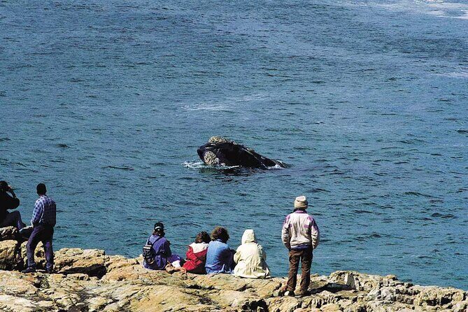 Hermanus Whale Watching and Wine Tasting Private Tour - An In-Depth Look at the Tour Experience