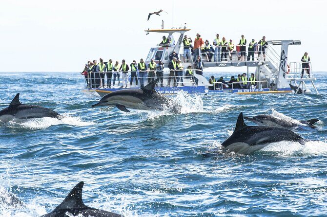 Hermanus Whale Watching and Wine Tasting Private Tour - The Sum Up