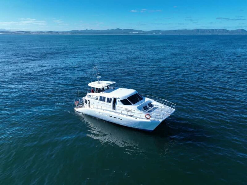 Hermanus: Whale Watching and Wine Testing - A Closer Look at the Tour Experience
