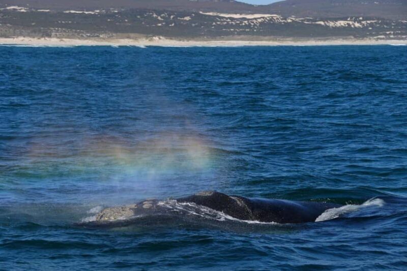 Hermanus Whale Watching and Winelands Private Full-day Tour - Introduction