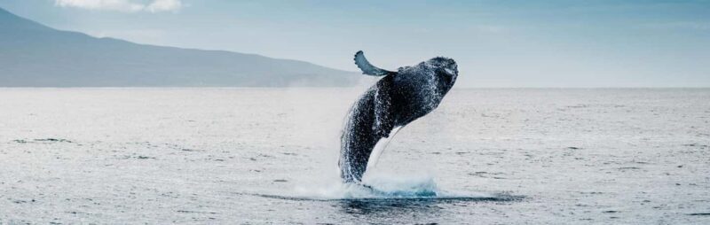 Hermanus Whale Watching and Winelands Private Full-day Tour - The Itinerary Breakdown: What to Expect from Start to Finish