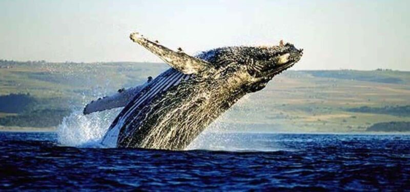 Hermanus Whale Watching and Winelands Private Full-day Tour - Practical Details