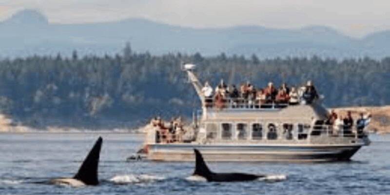 Hermanus: Whale Watching Boat Trip and Wine tasting ,Penguin - Key Points
