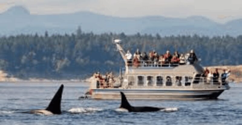 Hermanus: Whale Watching Boat Trip and Wine tasting ,Penguin - What to Expect on the Tour