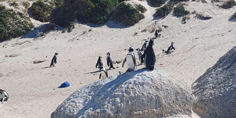 Hermanus: Whale Watching Boat Trip and Wine tasting ,Penguin - Practical Tips for Booking and Enjoying the Tour