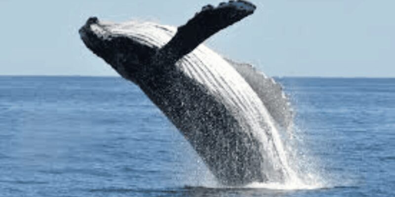 Hermanus: Whale Watching Boat Trip and Wine tasting ,Penguin - Who Is This Tour Best For?
