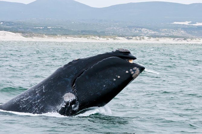 Hermanus Whale Watching Day Trip from Cape Town - The Wine Tasting Experience