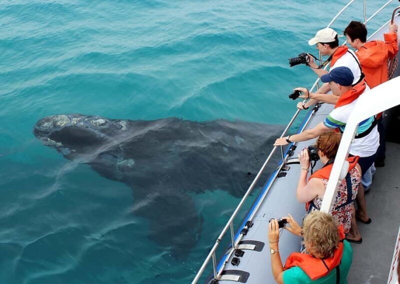 Hermanus Whale Watching Experience - Key Points