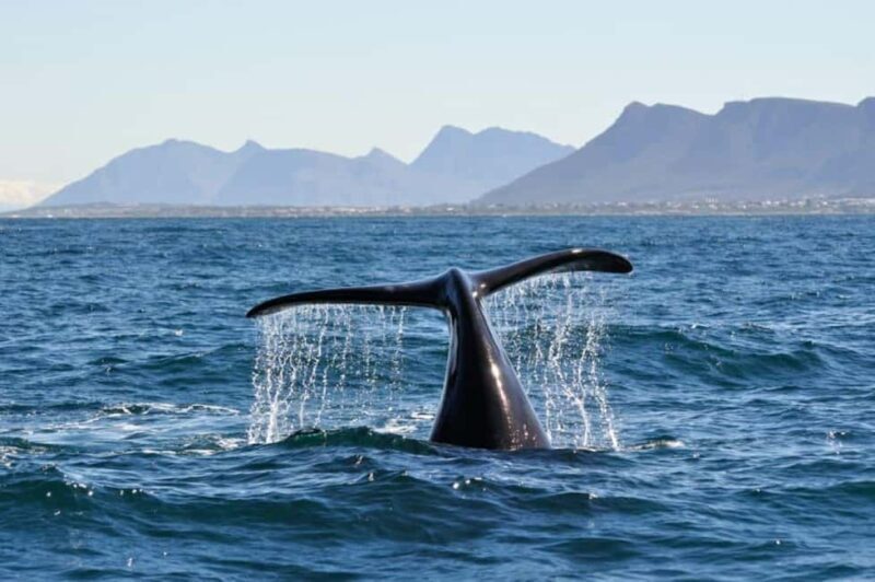 Hermanus Whale Watching Experience - A Closer Look at the Hermanus Whale Watching Experience
