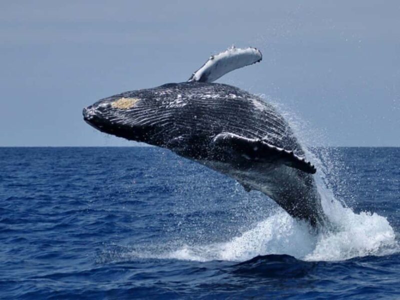 Hermanus Whale Watching Experience - Who Should Book This Experience