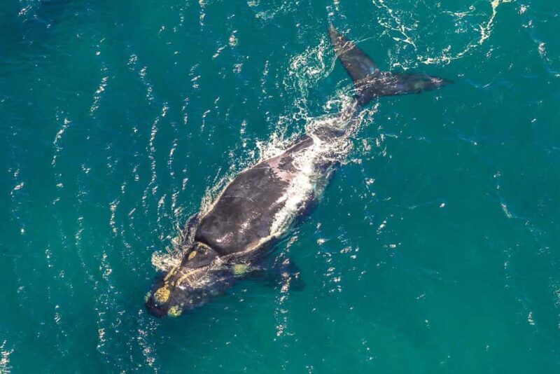 Hermanus Whale Watching Full day Shared Tour,From Cape Town - Key Points