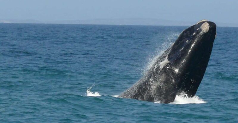 Hermanus Whale Watching Full day Shared Tour,From Cape Town - Hermanus and the Whale Watching Experience