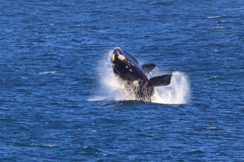 Hermanus Whale Watching Full day Shared Tour,From Cape Town - Final thoughts: Is this tour worth it?