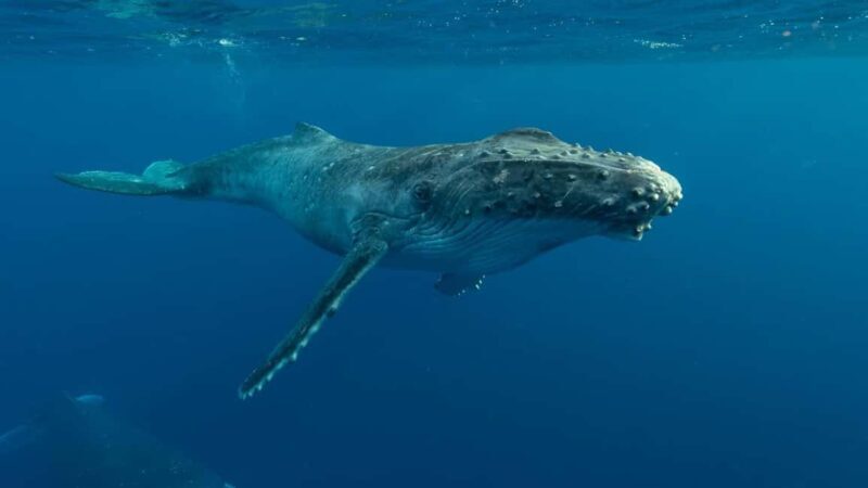 Hermanus Whale Watching Full day Shared Tour,From Cape Town - Frequently Asked Questions