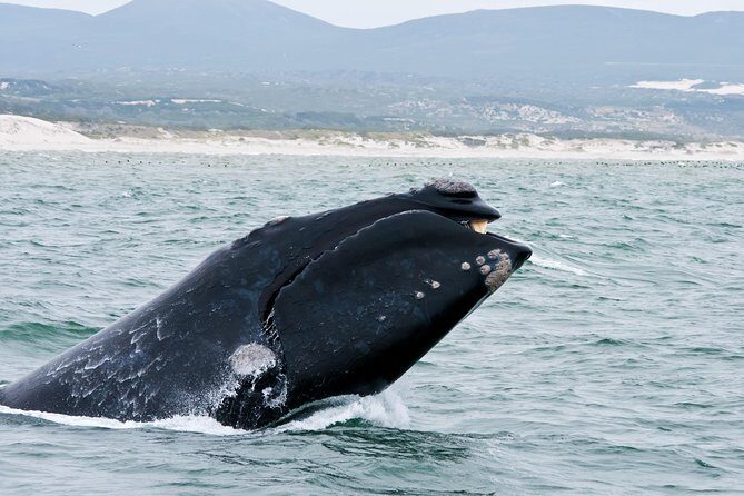 Hermanus Whale Watching & Penguins Shared Tour from Cape Town - What makes this tour worth considering?