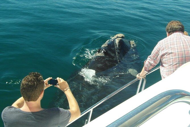 Hermanus Whale Watching & Penguins Shared Tour from Cape Town - The Reviews Tell a Story
